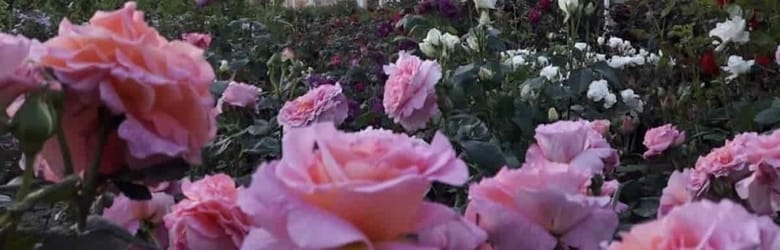 Mostra Fiori Giardino Orticoltura 2022