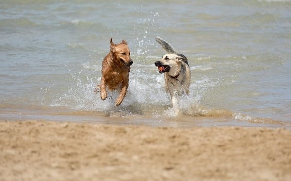 Spiagge per cani Follonica