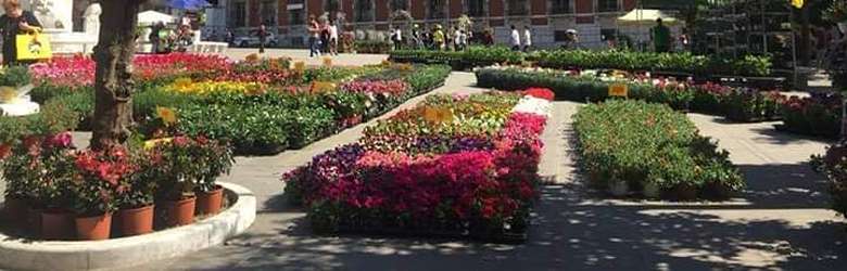 Mostra di Fiori Massa 2023